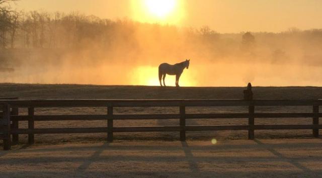 HORSE_PICTURE2.jpg